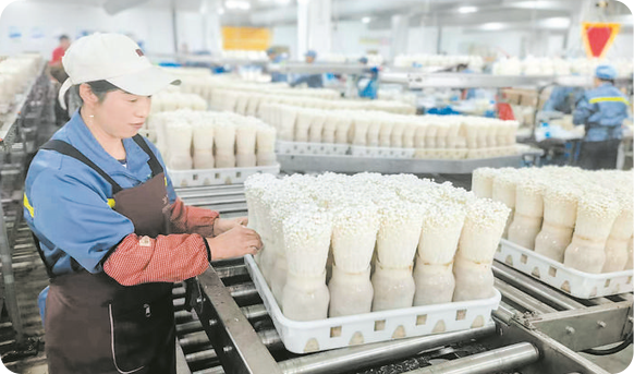 食用菌工廠化生產(chǎn) 科技賦能食品銷售新篇章